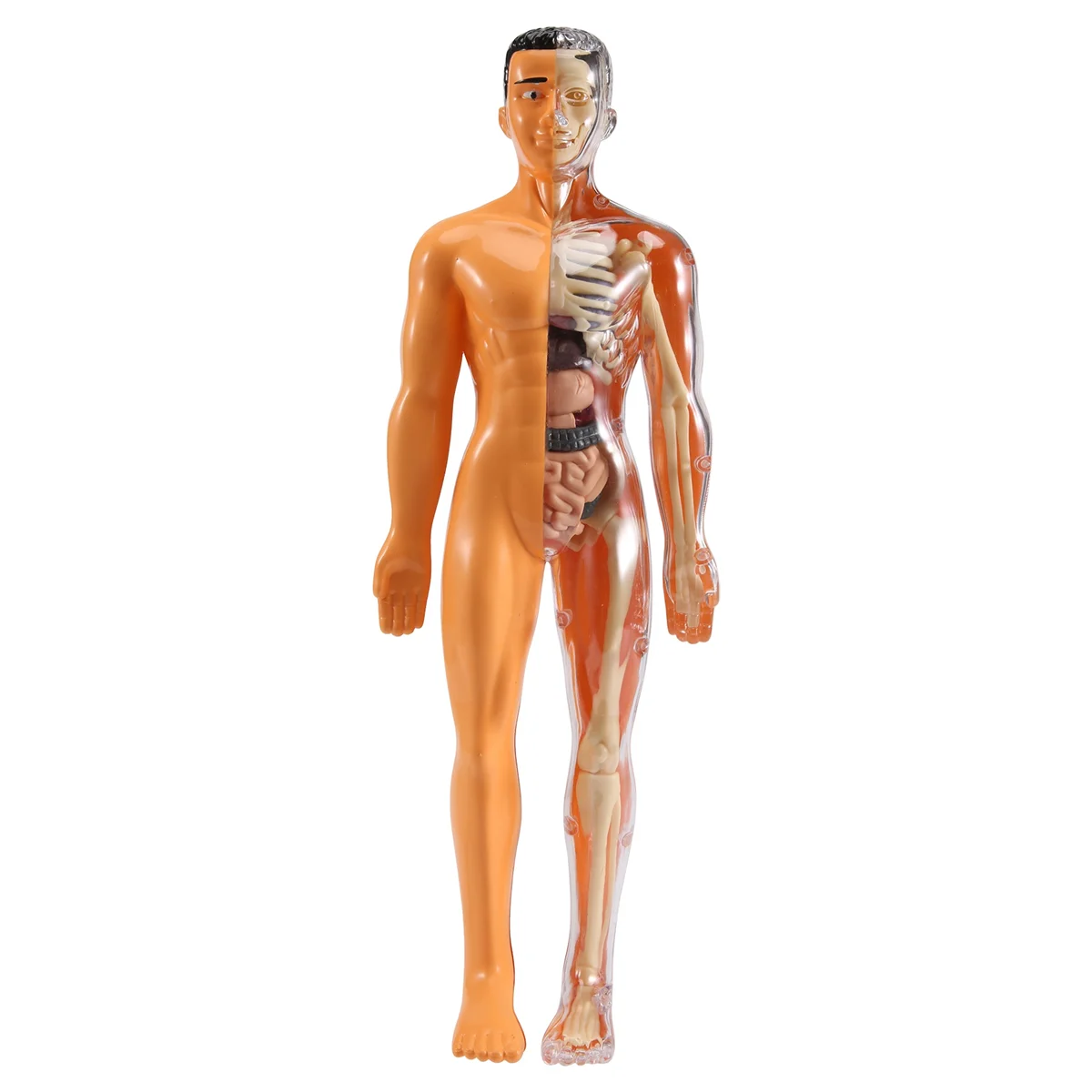 3D Модель анатомии человеческого тела Детская Пластиковая игрушка-скелет 