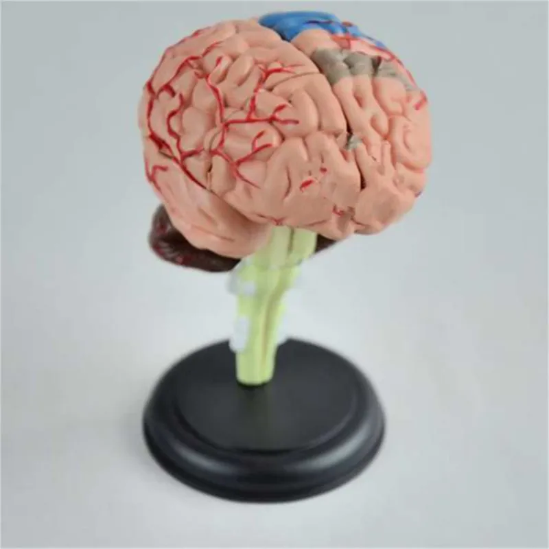 9x9x9 см Анатомическая модель мозга Требуется собрать Воображение Культура Преподавание медицины