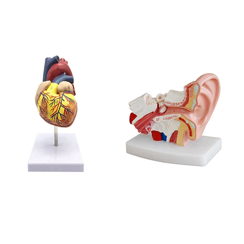 Модель человеческого сердца в масштабе 1: 1, анатомически точная модель сердца и в 1,5 раза увеличенная анатомическая модель человеческого уха с изображением органов