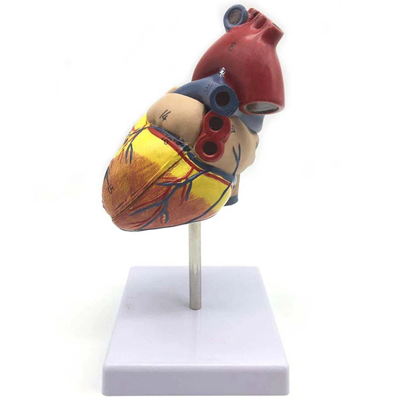 Модель человеческого сердца в масштабе 1: 1, анатомически точная модель сердца и в 1,5 раза увеличенная анатомическая модель человеческого уха с изображением органов Изображение 1 