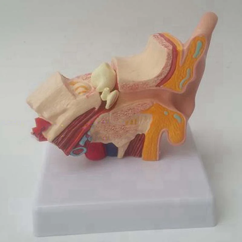 Модель человеческого сердца в масштабе 1: 1, анатомически точная модель сердца и в 1,5 раза увеличенная анатомическая модель человеческого уха с изображением органов Изображение 2 