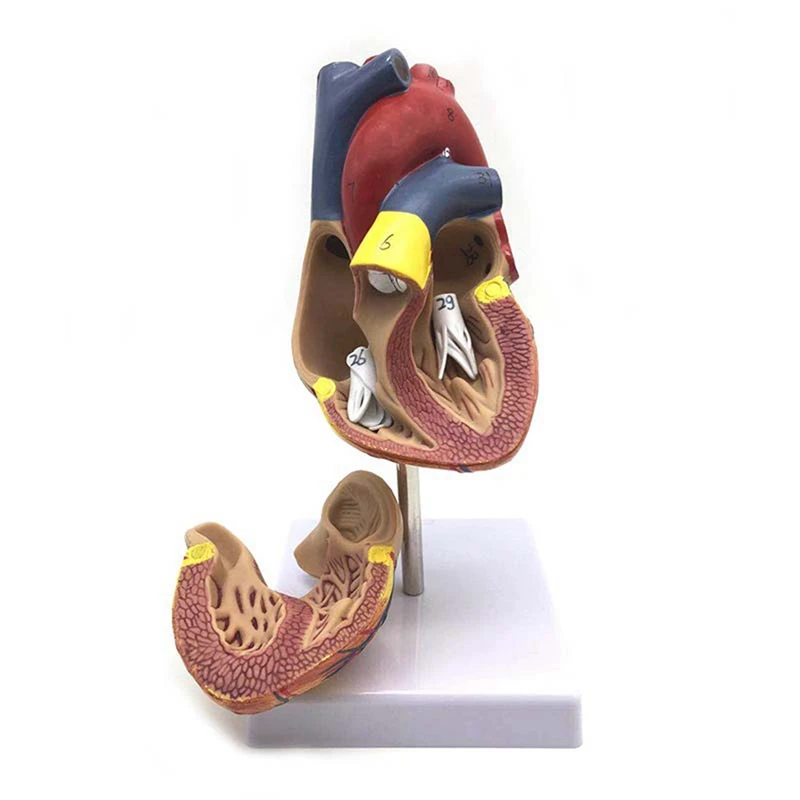 Модель человеческого сердца в масштабе 1: 1, анатомически точная модель сердца и в 1,5 раза увеличенная анатомическая модель человеческого уха с изображением органов Изображение 3 