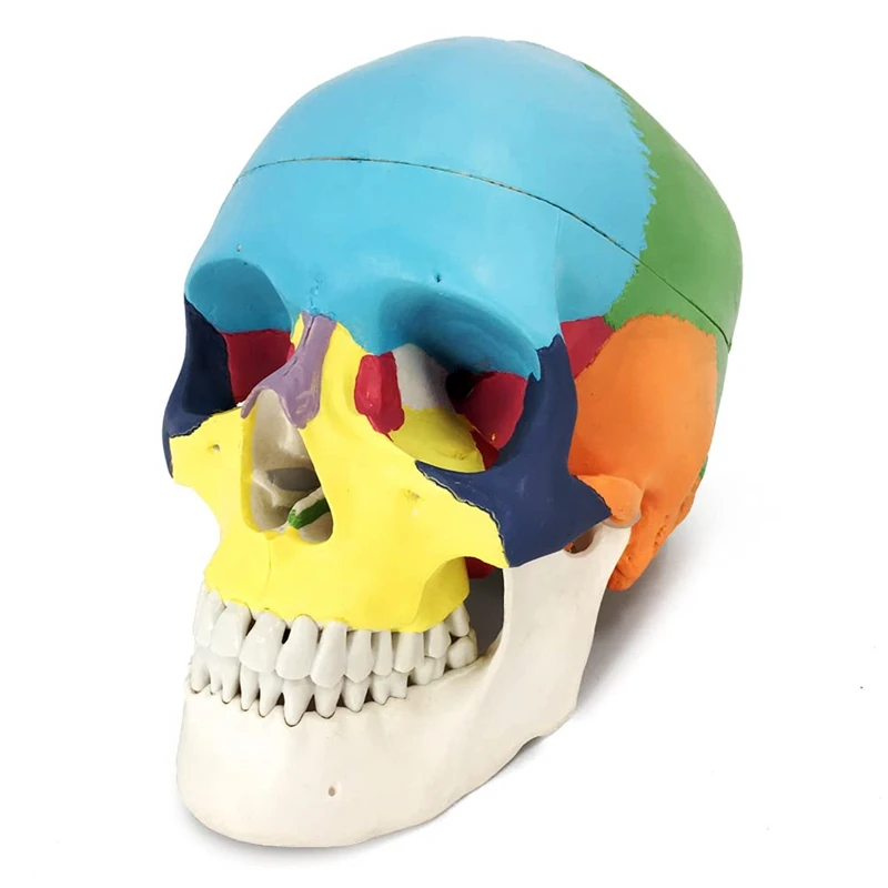 Раскрашенная модель человеческого черепа, точная копия анатомической модели взрослого человека в натуральную величину Со съемной черепной крышкой и сочлененной нижней челюстью